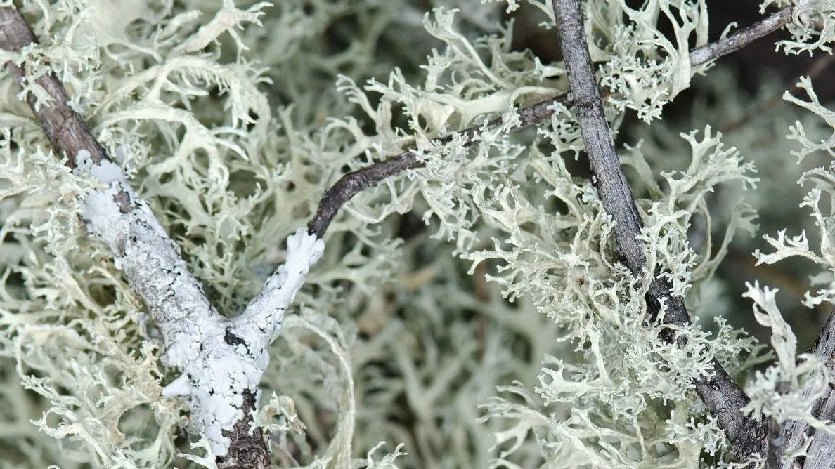 Vitamin D3, gewonnen aus Flechten