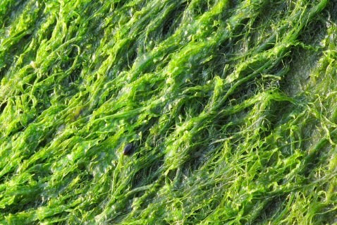 Vitamin D3 aus Algen, ganz ohne Chemikalien (auch nicht während der Herstellung)