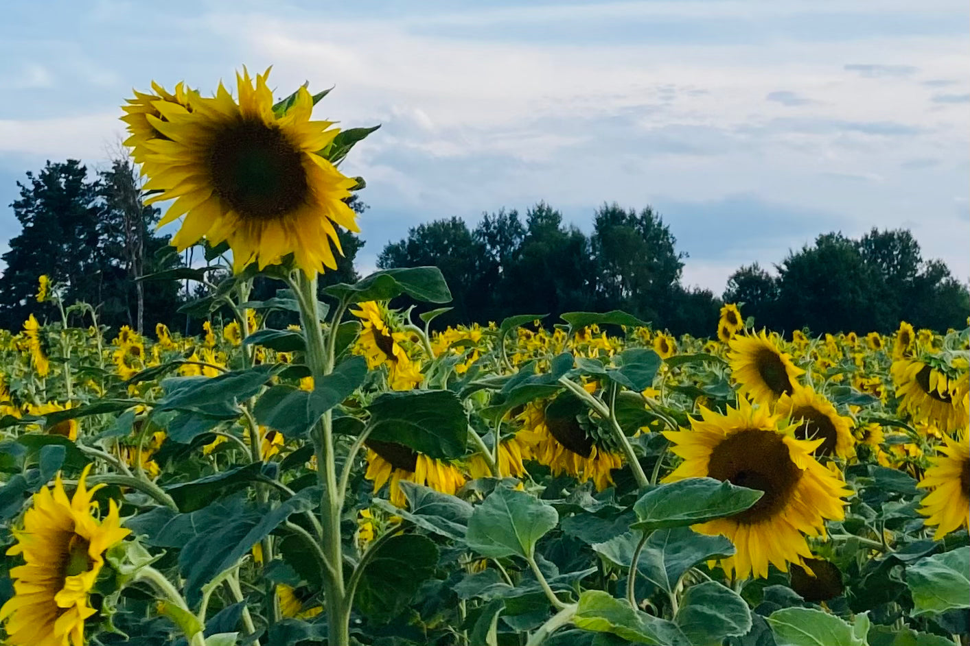 Natürliche gemischte Tocopherole aus Sonnenblumen